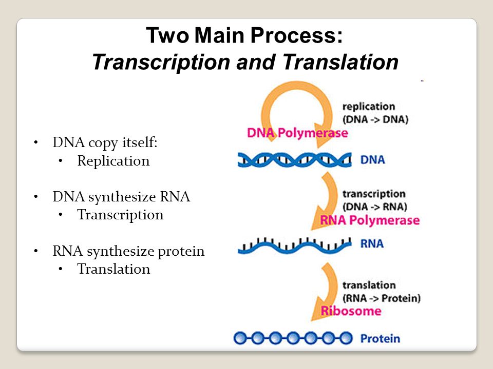 Ap bio protein synthesis essay